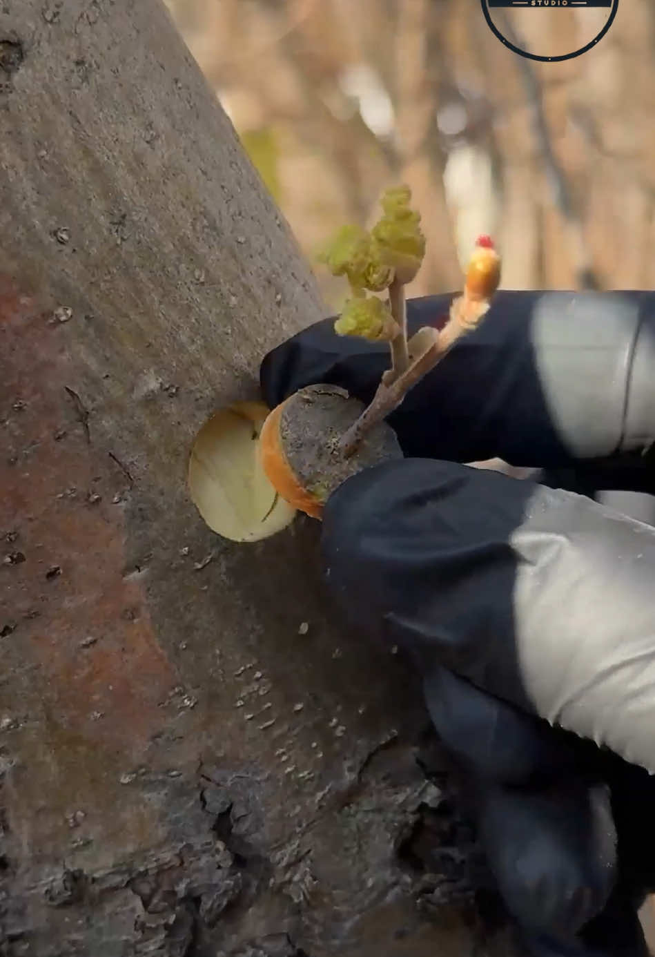 Fruit trees grafting trick #tree #grafting #trick 