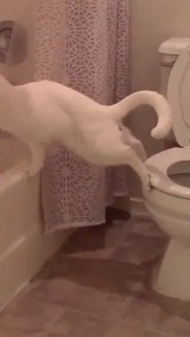 Cat's weird way of pooping🤣#funnyanimals#kitty#foryoupage#cutecat#cat#cats#catlover#catsoftiktok#funny#foryou#funnytiktok