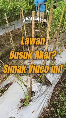 @lorddedenBusuk Akar Bukan Alasan Gagal Panen! #petanicerdas #cabeberbuahlebat #tanikreatif #fypp #fypviral #cabai #cabe #petanicabai #petanimilenial #petaniindonesia #benihunggul #hidrogenperoksida #kalsiumkarbonat