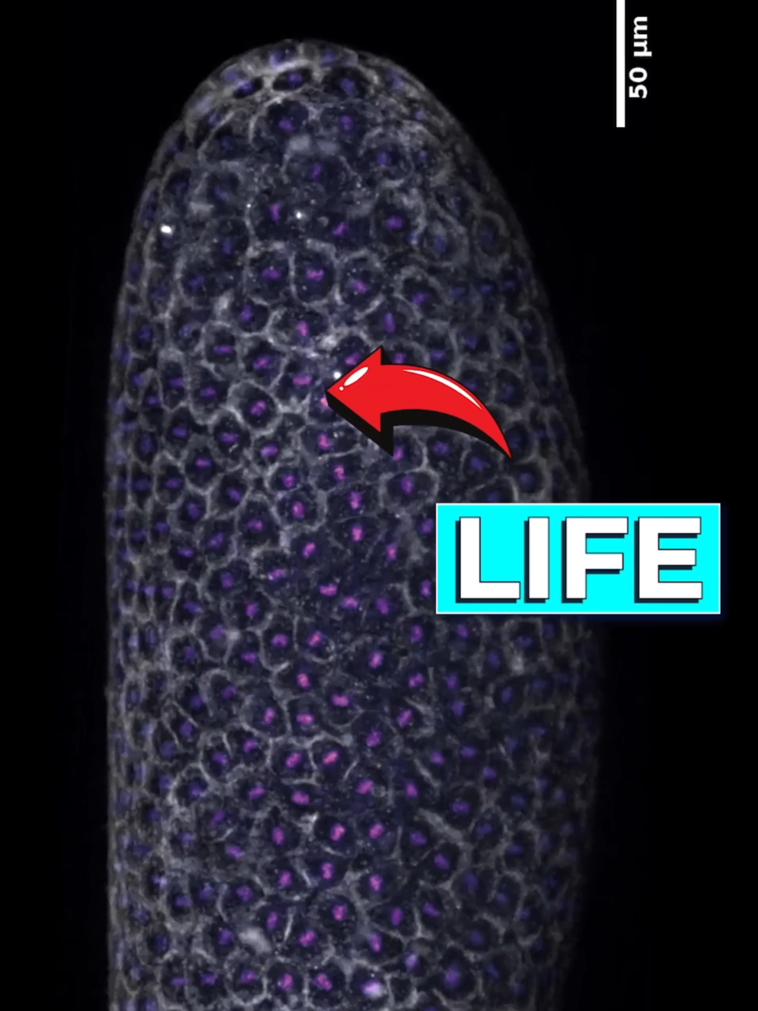 Scientists Capture Moments of Cells Division⁣ ⁣ In this award-winning footage we see the cells of a fly embryo dividing, life being created on the microscopic level.⁣ ⁣ Footage captured by Dr. Bruno Vellutini for the Nikon Small World in Motion Competition.⁣ ⁣ #microscopy #Science #biology #fyp #foryoupage #medical