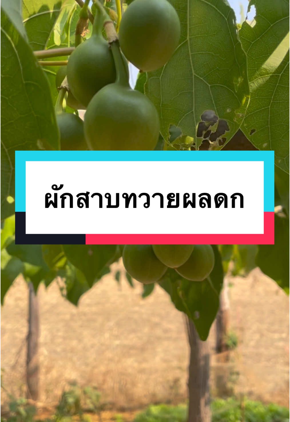 ผักสาบหรือผักอีนูน ปลูกได้ 5 เดือนก็จะได้ผลดกๆแบบนี้เลยค่ะ #ผักสาปหรือผักอีนูน #ผักสาปพันทวายแท้ #ต้นพันธุ์ผักสาบผักอีนูน #เหง้าผักสาบหรือผักอีนูน #ปลูกผักกินเอง #ชอบปลูกผัก #สุขในแบบของเรา  
