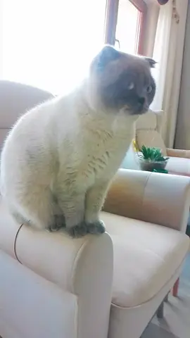 #cuma #cat #tiktoker #tik_tok #tik #scotishfold #kedi #kesfetbeniöneçıkart #patilidostlar #catsoftiktok #catlove #viralvideo #Love 