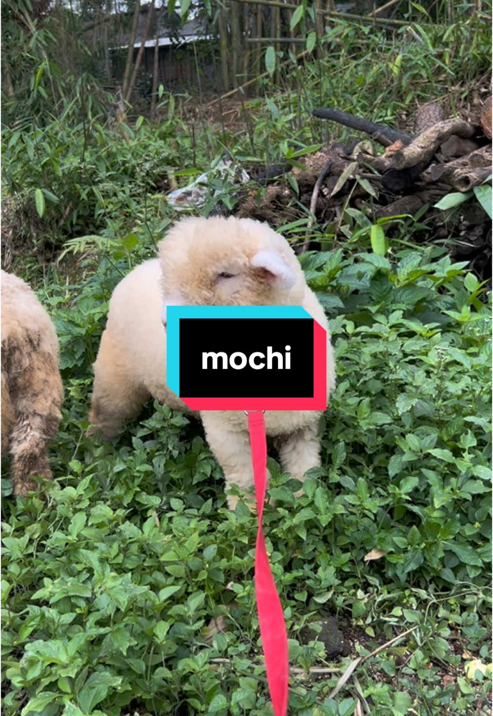 bonekanya baba_farm #baba_farm #peternakdomba #peternakmuda #fatteningdomba #bredingdomba #merino #merinos #peternakmilenial #peternakmudaindonesia #tukangngaritindonesia #tukangngarit #katakatamotivasi #katakatabijak #sekedarhiburan #fyp #fypシ゚viral #fyypppppppppppppppppp #xyzbca #lewatberanda #tranding #trandingvideo 