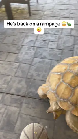 Funny turtle #turtles #turtle #funnyturtles #fyp #foryou #pet #pets #PetsOfTikTok #turtlesoftiktok #turtleslover #us