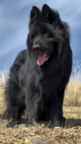 #woofworldkennel🦁 #puppy #german #shepherd #longhair #Gsd #doglover #kpk #peshawar #dubai #foryou #afghan #pakistan @Woof.world.kennel 