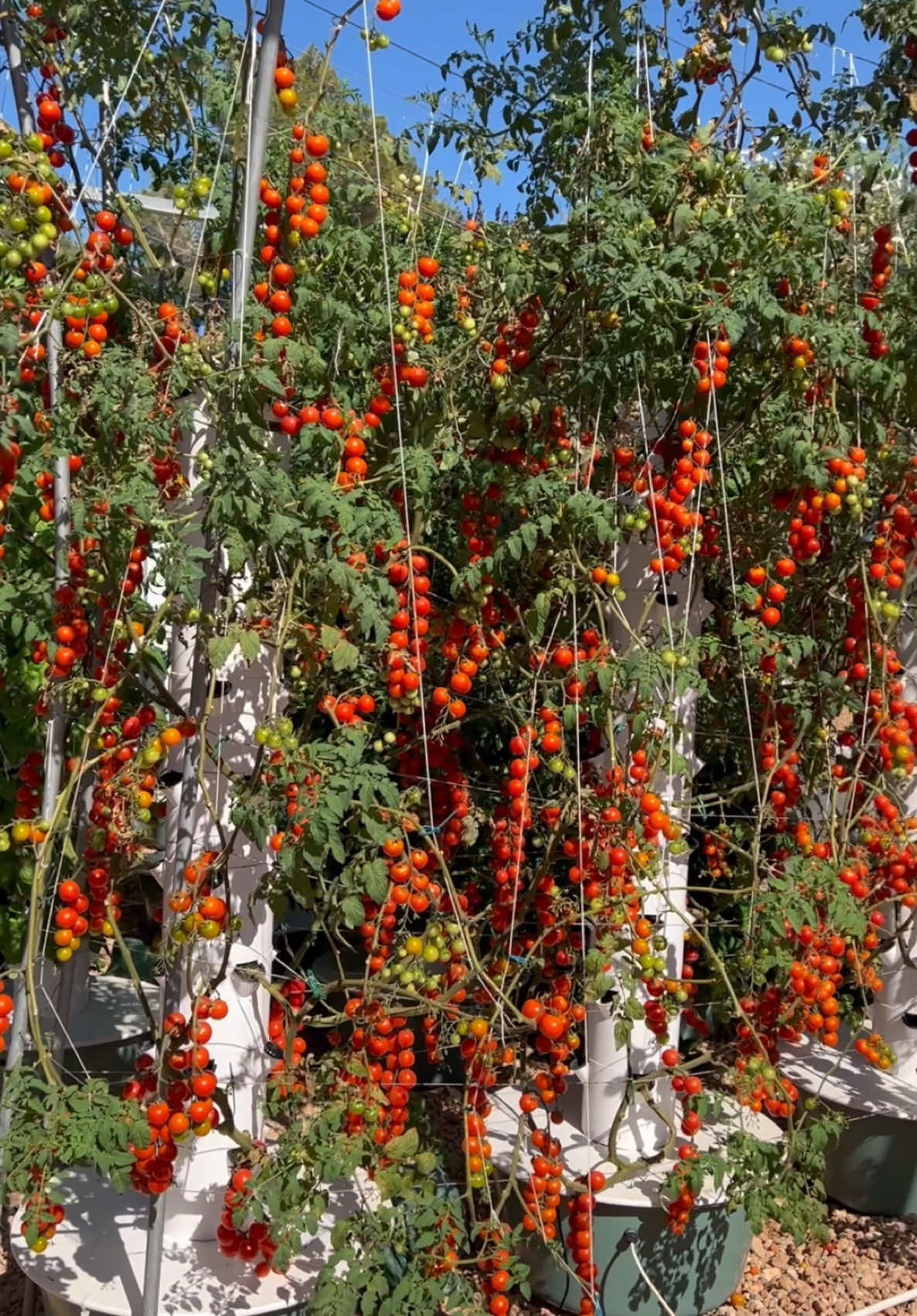 72 days of growth of 36 tomato plants on 4 aeroponic towers #tomato #farming #agriculture #gardening #aeroponics #soilless #hydroponics #verticalfarming