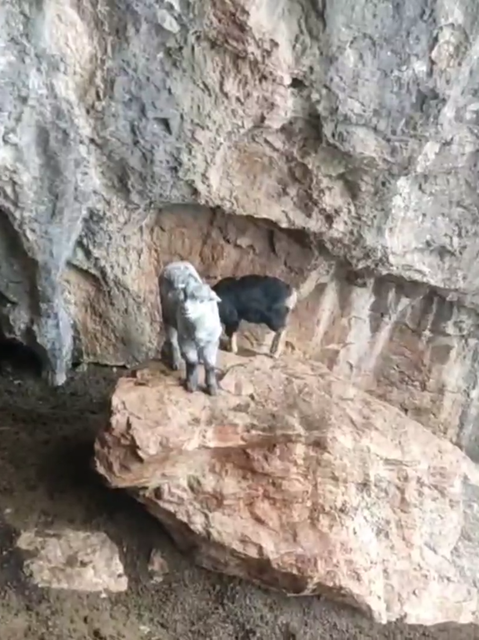 بِسْمِ‌ اللَّهِ ‌الرَّحْمَنِ ‌الرَّحِيمِ‌  ❄️❄️❄️❄️❄️❄️❄️  ‌اللّهُمَّ ‌صَلِّ ‌عَلَىٰ‌ مُحَمَّد ‌وَعَلَىٰ ‌آلِ‌ مُحَمَّد‌  ❄️❄️❄️❄️❄️❄️❄️ #گوندی_گەڵاڵەی_شارباژێڕ #سلێمانیەکەم_هەولێر_کەرکوک_کەلار_سەیسایەق #هەولێر_سلێمانی_دەهۆک_ڕانیه_کەرکوک #ئارێز_محمود_گەڵاڵەیی #سلێمانی #رمضان_2025🌟 #رمضان_يجمعنا #iraq🇮🇶 #other #sulaymaniyah #iraq #Erbil #public #unitedkingdom #رمضان_2025 