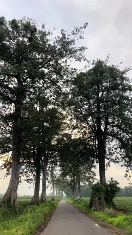 🌻✨ #fyp #fypシ゚ #foryoupage #pati24jam⚡ #margoysopati #margoyoso24jam 