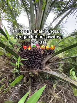 ❤️‍🔥guanteng full #fypage #sawitontiktok #petanimuda 