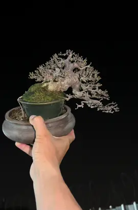 Mai chiếu thuỷ mini già thêm tuổi#bonsai 