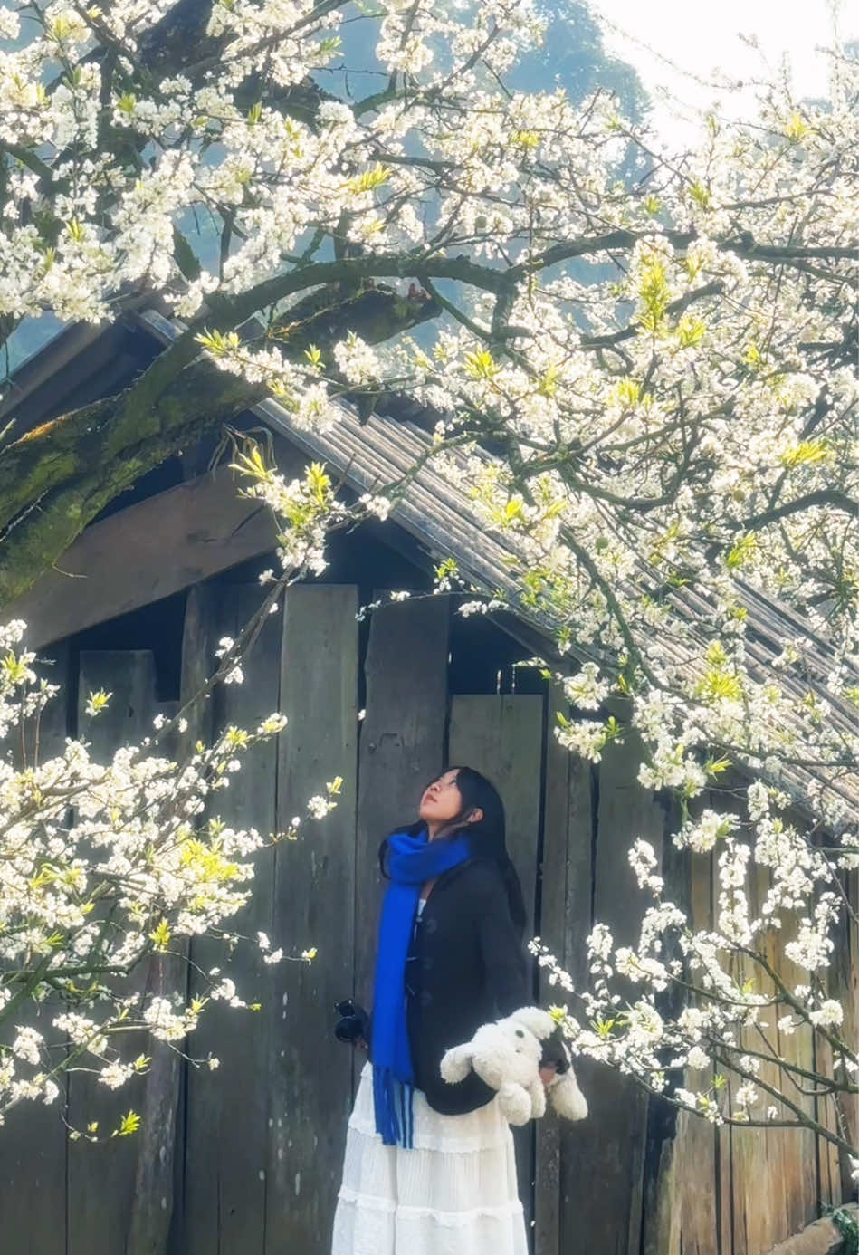 📍Phiêng Cành - Mộc Châu  một mùa hoa mận nở trắng cả núi đồi,  chắc cũng phải lâu nữa mới có một mùa hoa đẹp đến vậy 🍃  #mocchau #hoaman #vietnam #travel #dulich #fyp #xuhuong #viral #thiennhien 