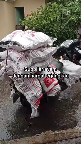 #SUB99FROZEN #SaungUnggasBerkah99  #DagingAyamBeku