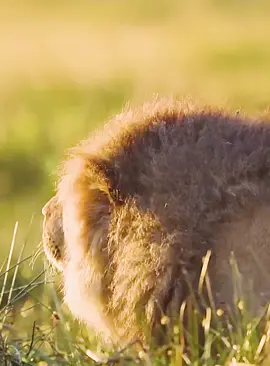 #fyp #lion #animals #wildanimals #foryoupage 