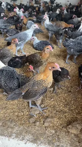 Gaskeunn bobot nya!!!🔥 #ayam #peternakmuda #peternak #fyp #fyppppppppppppppppppppppp #fypシ゚ #ayamkampung #ayamkampungasli #ayampotong #peternakayam #bosmuda #fypage #fyptiktok #fyptiktokviral #fyptiktokindonesia #fypシ゚viral🖤tiktok #fypdong #peternakmilenial #kandangayam #ayampedaging #fypシ #fyppp #fypgakni #foryou #foryoupage #foryourpages #foryourpagetiktok #foryourpageofficiall #fypagetiktok #ayam #arab #review 