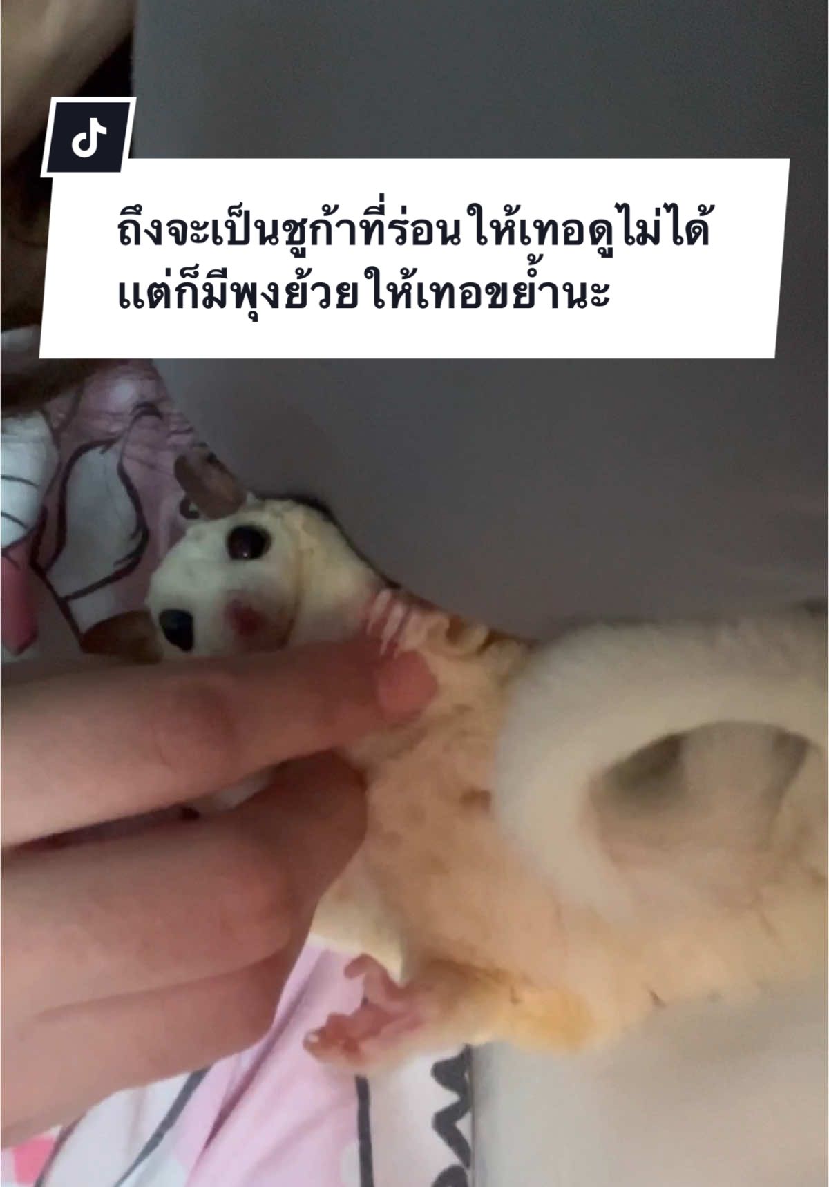 พุงย้วยๆเอาไว้ให้มี๊เกา! #โม่มี่ชูก้าเทวดา #ชูก้าไกรเดอร์ตลก #ชูการ์ไรเดอร์ #ชูก้าไกรเดอร์ #ชูการ์ไกลเดอร์ #sugarglideroftiktok #sugarglider #สัตว์เลี้ยงน่ารัก #สัตว์เลี้ยงtiktok 