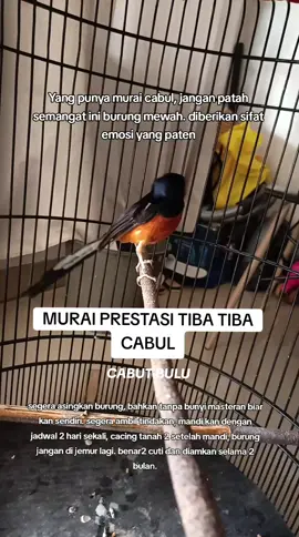 murai prestasi tiba tiba cabul/ cabut bulu. segera asingkan benar2 sendiri bahkan tanpa suara burung masteran. istirahatkan cuti 2 bulan. mandi rajin 2 hari sekali dorong cacing 2 setelah mandi. jangan di rawat jemur lagi. taro tempat tenang. #lombakicaumania🐦 #sorotansemuaorang #sorotan #muraibatumedan #kicaumaniaindonesia #kicaumania #muraiviral #fyp #muraibatuindonesia #muraibatu #