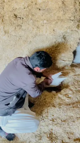 Duck Ne Egg Dia #duck #ducks #whiteducks #pets #petslovers #gabbarpethouse #foryou #foryoupage #viral #fyp #bird @Rehman Ch Vlogs 