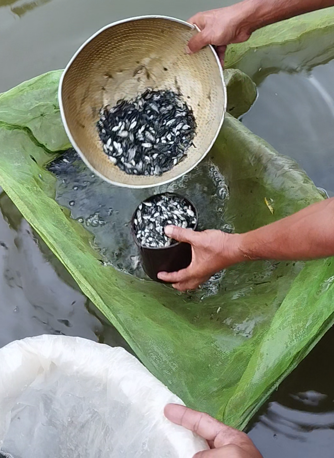 bibit ikan nila #larvaikannila #petaniikannila #budidayaikannila 