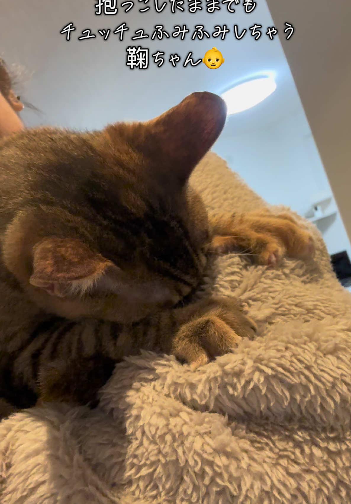 トイレ行って戻ってきて 抱っこしたらチュッチュふみふみ始まった☺️ 大きくなってもチュッチュふみふみは 続けてくれ😚  #猫 #猫好きさんと繋がりたい #保護猫 #猫のいる暮らし 