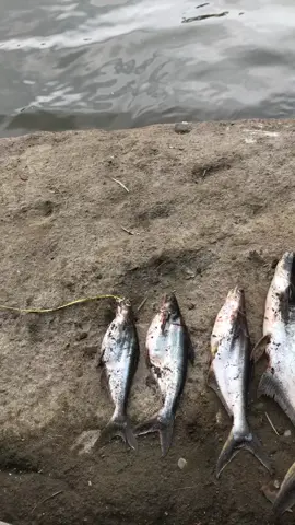 ubur ubur ikan lele jambal e munggah leeee#bengawansolo #mancing 