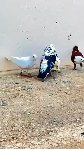 amazing pigeon top 10 beautiful#pigeon #kabutar #birds #nomankhangopang00  #kabutarlover #kabutarkivideo #fyp #foryoupage #viral #foryou #trending 