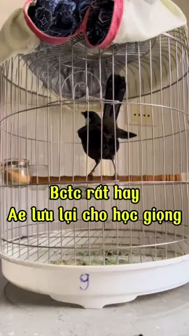 Khướu bạc hót bắt cô trói cột rất hay ae lưu lại cho ch im nhà học giọng#chimkhuou #khuoubacma #chimkhuouhot 