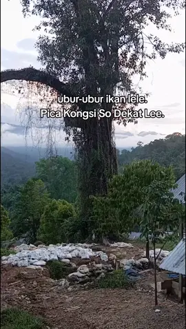 #info#tambangpaleleh #sulteng #fyppppppppppppppppppppppp #fypdlu 