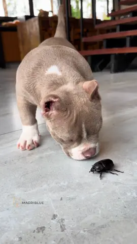 Marê o Besouro 🤣🐾