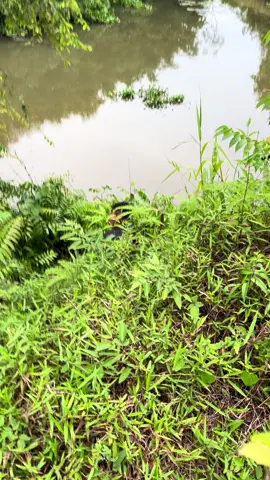 🧑🏻 : mampir dulu bg  🐊 : oke, kebetulan lagi lapar 🧑🏻 : ……  #mancing #gorgon #matapancing #mancingmania #pasamanbarat #buayadarat🐊 #buaya🐊  