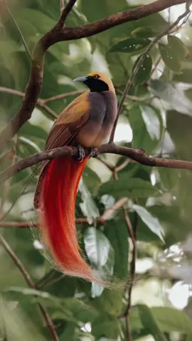 Burung Cendrawasih adalah kelompok burung yang terkenal dengan keindahan bulunya, terutama pada pejantan yang memiliki warna cerah dan ekor panjang. Burung ini berasal dari keluarga Paradisaeidae dan banyak ditemukan di Papua, Papua Nugini, dan sebagian Australia. Ciri-ciri Burung Cendrawasih Warna bulu: Pejantan memiliki warna bulu mencolok seperti kuning, merah, hijau, dan biru. Betina cenderung memiliki warna lebih kusam untuk berkamuflase. Ukuran tubuh: Bervariasi dari 15 cm (Cendrawasih Raja) hingga lebih dari 1 meter (Cendrawasih Paruh Sabit Hitam). Ekor panjang: Beberapa spesies memiliki ekor panjang yang unik dan indah, sering digunakan dalam tarian kawin. Habitat dan Persebaran Burung Cendrawasih umumnya hidup di hutan hujan tropis, terutama di dataran rendah hingga pegunungan Papua dan sekitarnya. Mereka sering ditemukan di pepohonan tinggi. Makanan Makanan utama burung Cendrawasih adalah buah-buahan, terutama dari pohon ara. Selain itu, mereka juga memakan serangga kecil. Perilaku dan Reproduksi Burung Cendrawasih jantan dikenal karena ritual kawinnya yang unik. Mereka menari dengan gerakan khas dan memperlihatkan bulu indahnya untuk menarik perhatian betina. Setelah kawin, betina biasanya bertanggung jawab dalam membangun sarang dan merawat anak-anaknya. Ancaman dan Konservasi Burung Cendrawasih menghadapi ancaman seperti: Perburuan liar untuk dijadikan hiasan dan koleksi. Hilangnya habitat akibat deforestasi dan penebangan liar. Beberapa spesies burung Cendrawasih telah dikategorikan sebagai spesies yang terancam punah, sehingga berbagai upaya konservasi telah dilakukan untuk melindungi mereka. Burung Cendrawasih sering disebut sebagai 