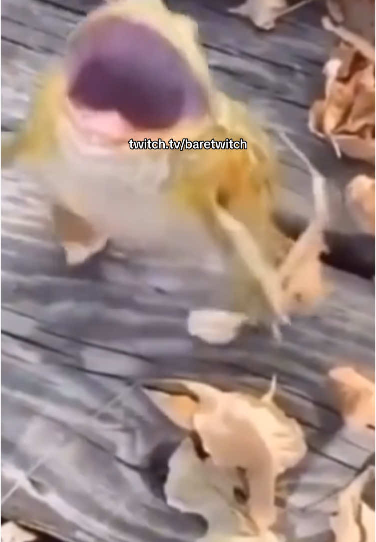 Kkkkkkkkkkkk é tão divertido #game #sonsoftheforest #baretwitch #theforest #stream #survival #memestiktok 