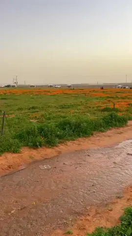 ##ربيع 