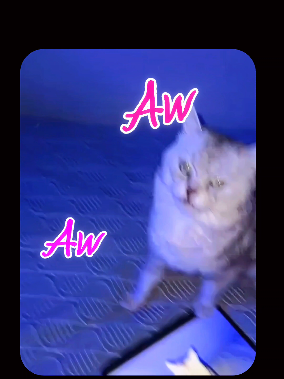 Цей кіт агресує сам до себе. #CatsTikTok #HopeCore 