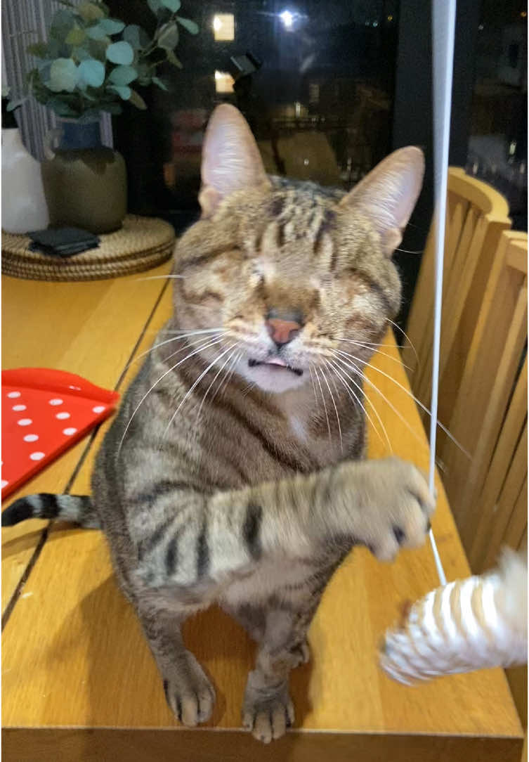Clever boy 😍 #blindcat #cat 