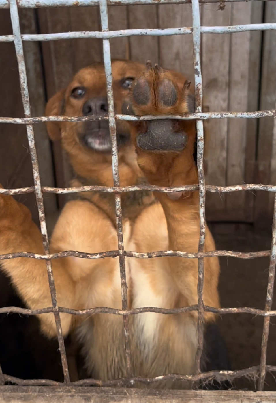 Don’t buy—adopt the one who truly deserves a home! #dog #shelter #adoptme #adoption #adopt 