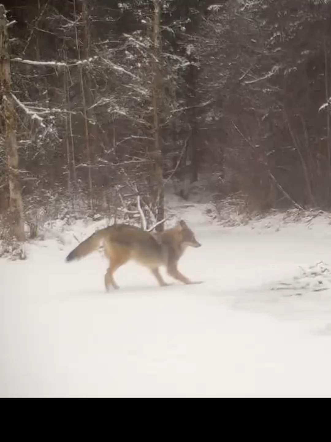 A coyote gets the zoomies 😍 Video is from a beaver brook in Lancaster, NH.  Licensed by ViralHog, filmed by Michael Guillemette