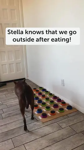 What routines does your dog seem to always pick up on? Stella is locked into our after-breakfast routine when we usually go for a walk or somewhere to play. For example, when she saw that we were eating breakfast, she said she was happy because she knew what was about to happen next! We were going to go outside 😊 Dogs are incredibly observant and words allow them to express what's happening in new and exciting ways 🧠 #talkingdog #dogsarelearners #dogsaresmart