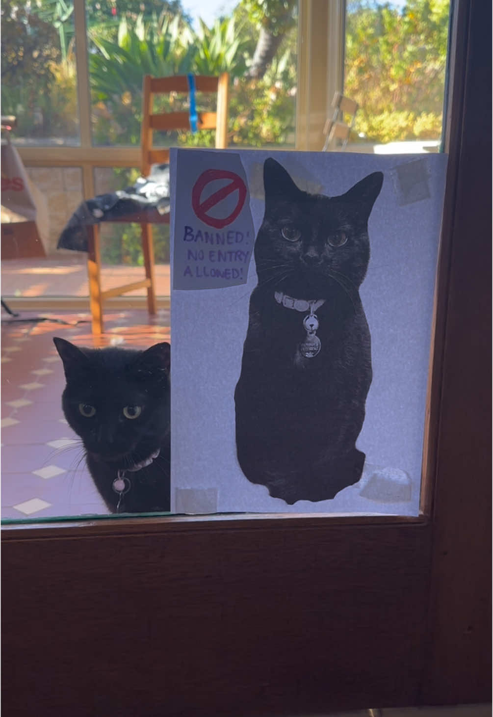 this is her dream come true tbh (getting locked out in the sunroom) ***she is INSIDE she is an INDOOR cat. she sneaks into the sunroom whenever she gets the chance. She’s been not allowed in there bc Adelaide has been hot and a lot of 35+ days*****