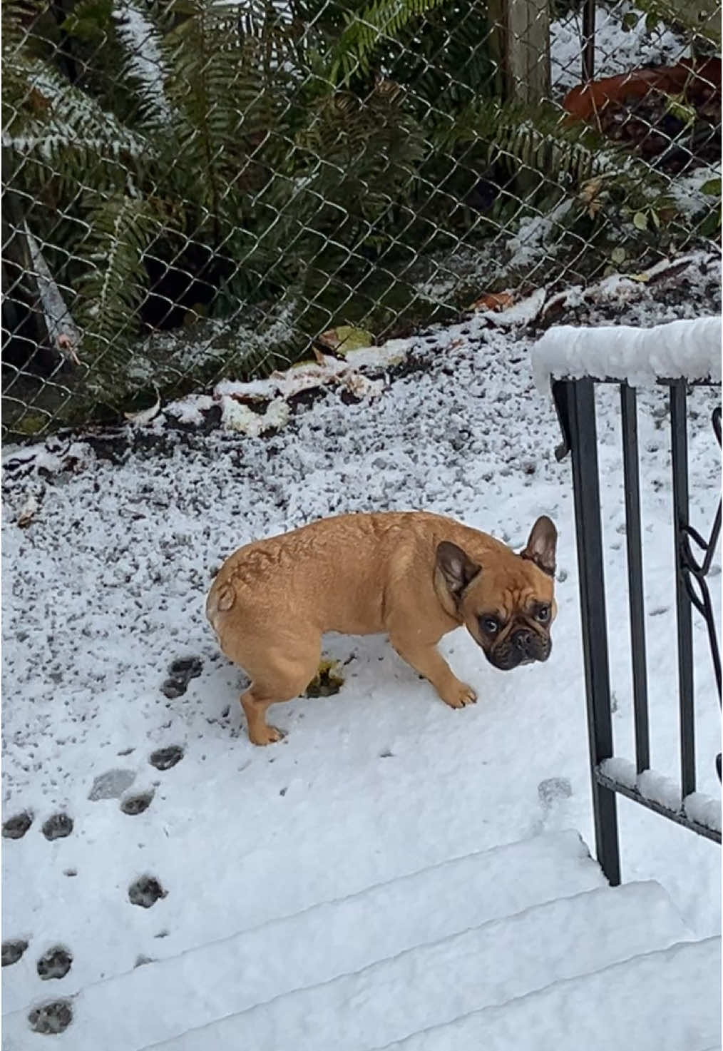 Couldn’t be bothered to make it to the grass  #frenchie #seattle #fyp #snow 