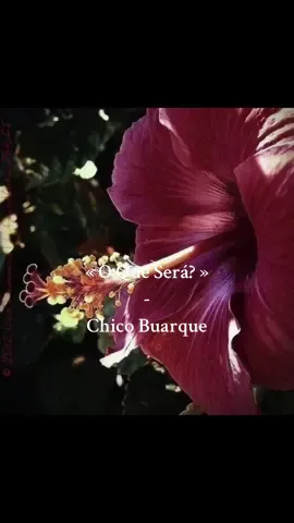 The lyrics are from O Que Será (À Flor da Terra), a song written by Brazilian composer Chico Buarque in 1976. It is one of his most famous works, known for its poetic depth and ambiguous, almost mystical lyrics. Meaning and Interpretation “O Que Será” translates to “What Will It Be” in English. The song explores an undefined, almost supernatural force that influences human lives. Buarque’s lyrics suggest a mix of destiny, fate, and the inexplicable forces that drive human passion, struggle, and resistance. The repetition of “O que será?” (What will it be?) creates a sense of mystery and inevitability. The song alludes to prophetic voices (“jura el profeta” – sworn by the prophet), artistic expression (“canta el poeta” – sung by the poet), and even rebellion (“gritando en la maqueta” – screaming in the model), reinforcing the idea that this unknown force manifests across different aspects of life. Political and Cultural Context Buarque wrote this song during Brazil’s military dictatorship (1964–1985). His work often contained subtle political messages that criticized censorship, oppression, and authoritarianism. O Que Será can be interpreted as a reflection on the unstoppable force of truth and resistance against political repression. The song gained international recognition when it was adapted into Spanish and performed by artists such as Milton Nascimento and Mercedes Sosa, further spreading its message throughout Latin America. Musical Style The composition features a melancholic yet passionate melody, with influences from Brazilian popular music (MPB) and samba. The arrangement is simple but powerful, emphasizing the depth of the lyrics rather than elaborate instrumentation. Legacy O Que Será remains a timeless song, appreciated for its poetic ambiguity and emotional resonance. It continues to be covered and performed worldwide, proving its enduring impact in both music and literature. #aesthetic #flower #quesera #oh #ohquesera #Summer #vacation #tropical #quesera #fyp #pourtoi #linavel1  #chicobuarque  Que sera Que seraaaa