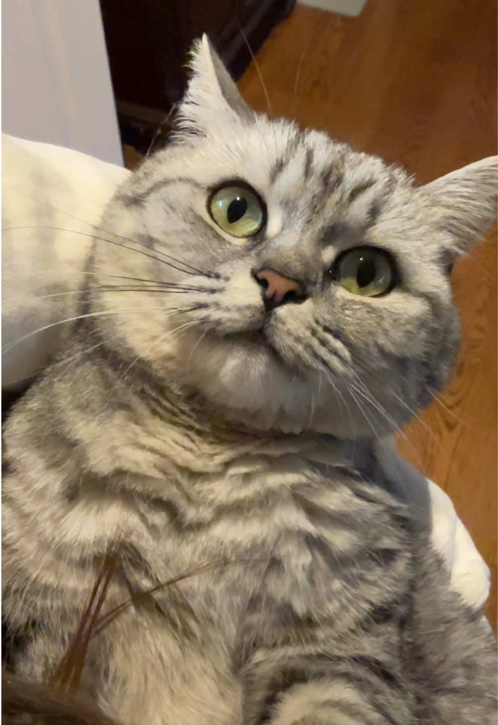 gray cat, close enough 🤷‍♀️ #catsoftiktok #britishshorthair #graycat 