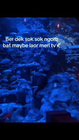 Maybe laor😅#xybca 