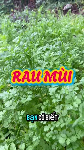 Rau mùi. Siêu thực phẩm giúp giải độc, tăng cường sức khoẻ, trẻ hoá cơ thể mà 99% người Việt chưa biết đến #meohaycuocsong #baithuocdangian #suckhoe #duoclieu 