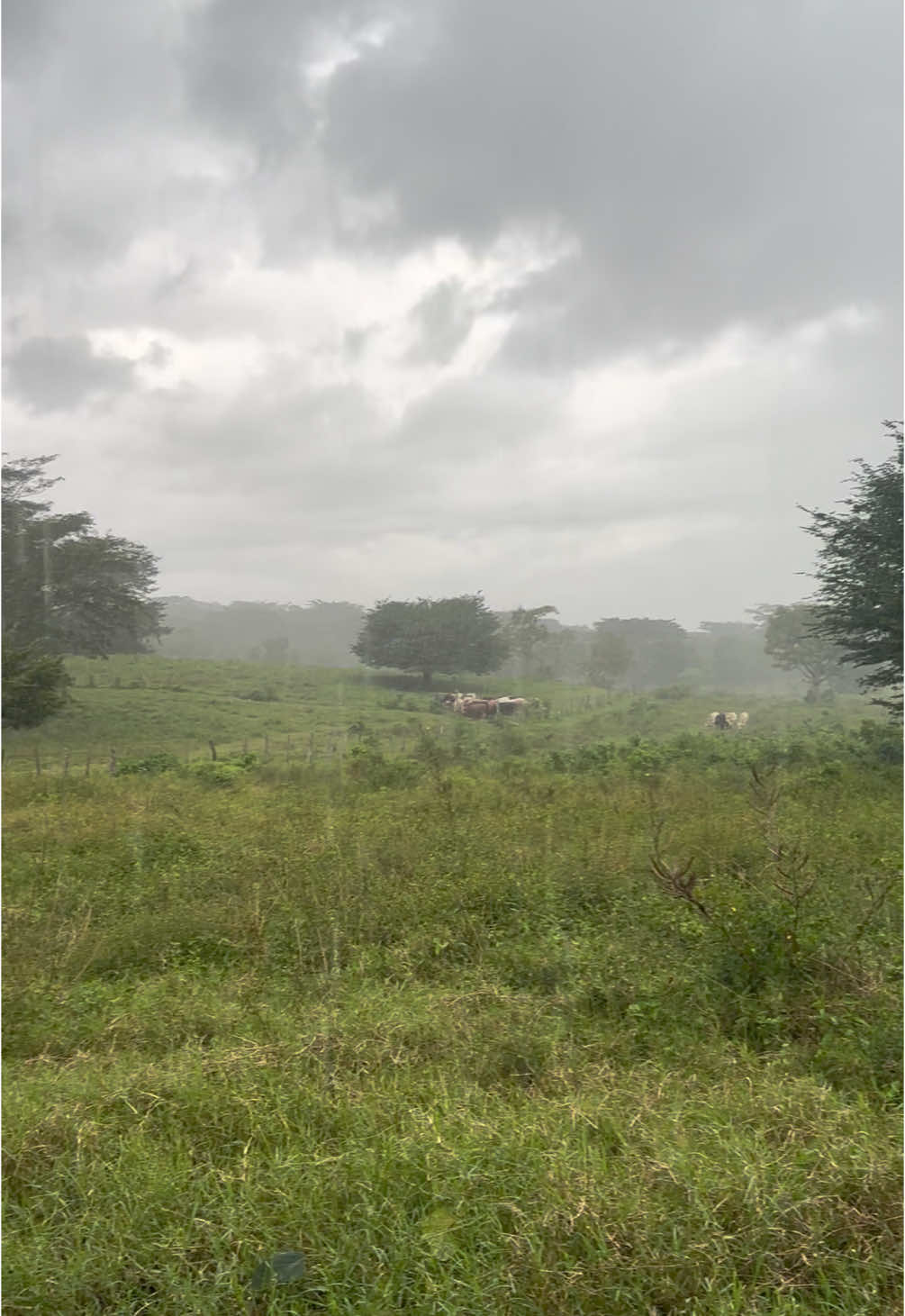 #vidadelcampo #vidaderancho #fyp #ganado #rancholife #parcelas #novilla #toros #vaca #becerros #suenomexicano #ganadodelmango #mexico #regresenasustierras #parati #ganaderos #lluviaenelrancho #lluviaenelcampo #mexico🇲🇽 #lloviendo 