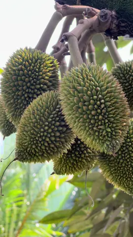 Trái monthong 30 ngày #kythuatsaurieng #locsaurieng #saurieng #durian 