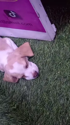 Nala sleep 🥰😴😴😴#dormilona #bebedorminola #perruna #beaglesleep #bleagless🐶🐶 
