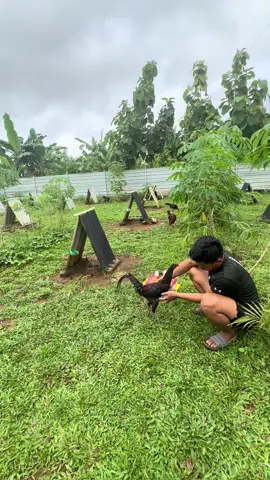 Begini cara perawatan ayam Mingguan agar sehat #ayamphilipin #ayamimport #ayamkakigetar #ayamkakigetar #ssfoodchallenge 