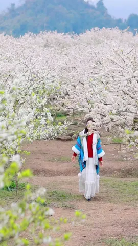 Cập nhật hoa mận Mộc Châu hôm nay - đừng bỏ lỡ mùa hoa mận đẹp nhất từ trước đến nay nhé các bạn ơi #haihuestory #hoaman #mộcchâu 