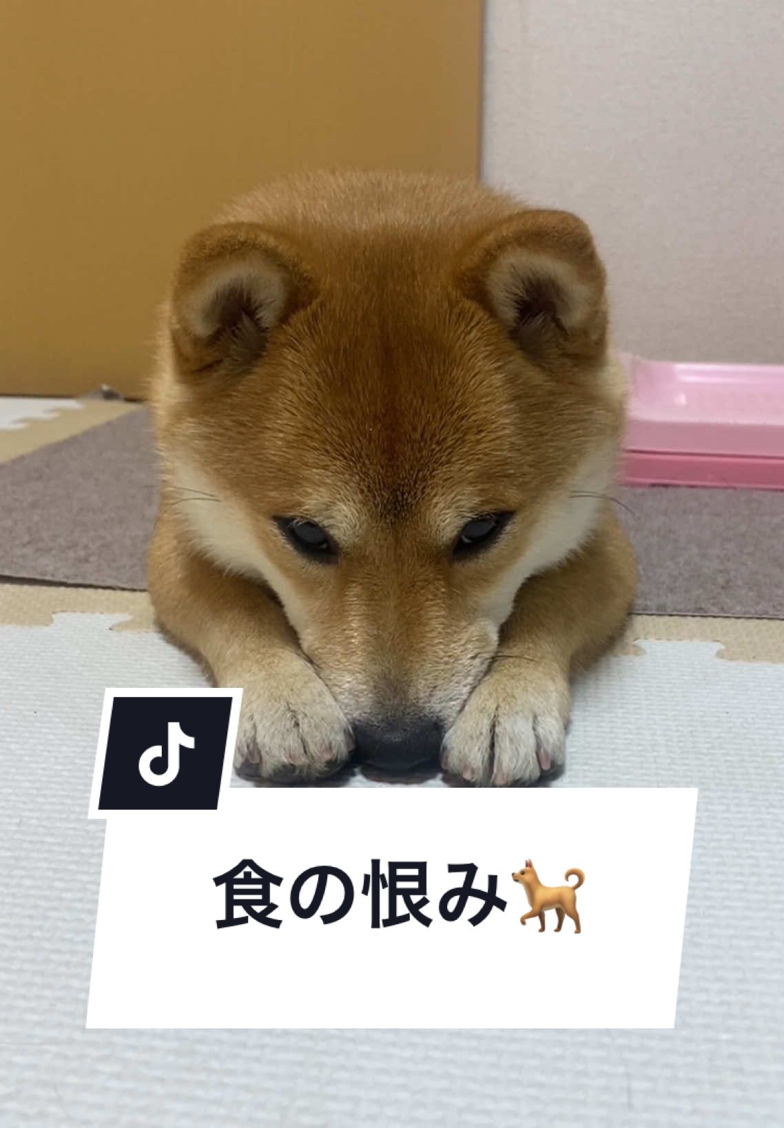 拗ね方が可愛すぎるwwww#柴犬 #豆柴 #shibainu #犬のいる暮らし 