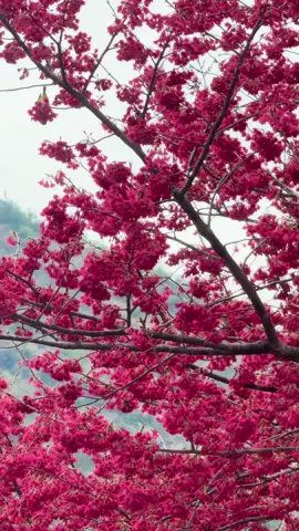 Cây hoa Anh Đào hót nhất thời điểm hiện tại ở chân núi cột cờ lũng cũ 🌸#reviewhagiang #xuhuongtiktok #hagiang #diadautoquoc #hoamaianhdao #flypシ #fy #traveltiktok #travelhagiang #tourhagiang 